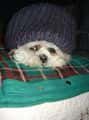 Help for my puppy 3