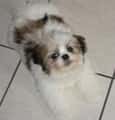 Help for my puppy 4