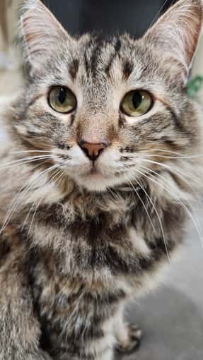 Free housing for cat sitting winter break 1