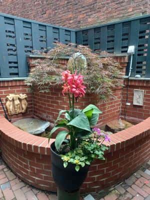 Garden Studio 7