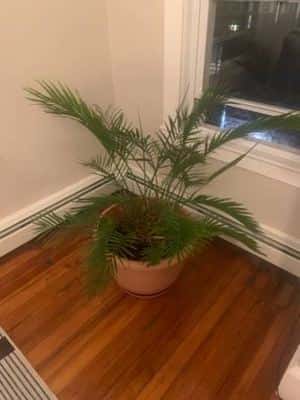 Free Large Houseplant 1