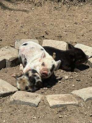 KUNE KUNE piglets 2