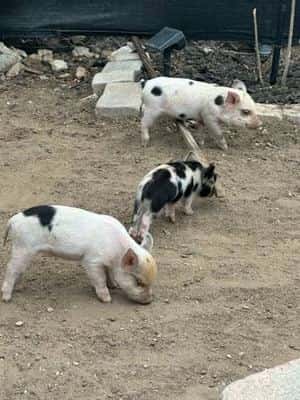 KUNE KUNE piglets 5