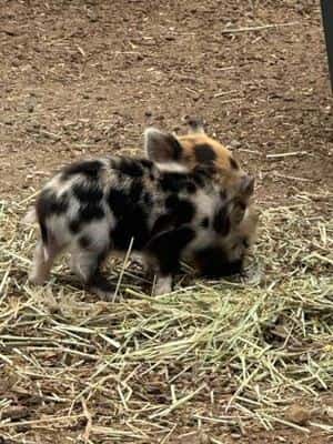KUNE KUNE piglets 4