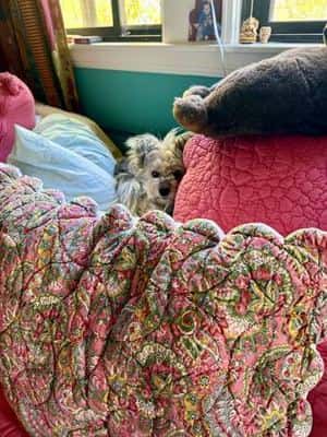Roommate Wanted (approximately 9/1 start) 5