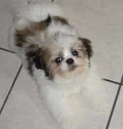 Help for my puppy 4