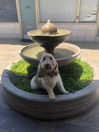 Dog walker starting June 1 ish 1