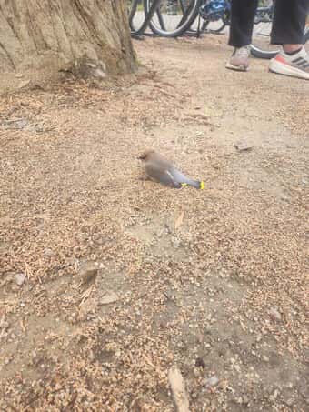 Injured bird found outside dschool (building 550) 1