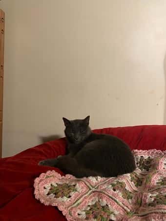 cat sitter needed 1/14-1/20! 1