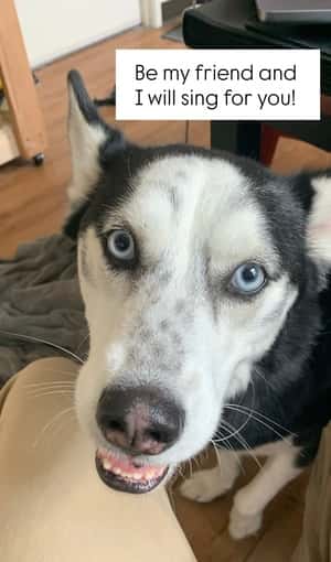 PETSITTERS WANTED! off campus, $30/hr, special needs dog 1