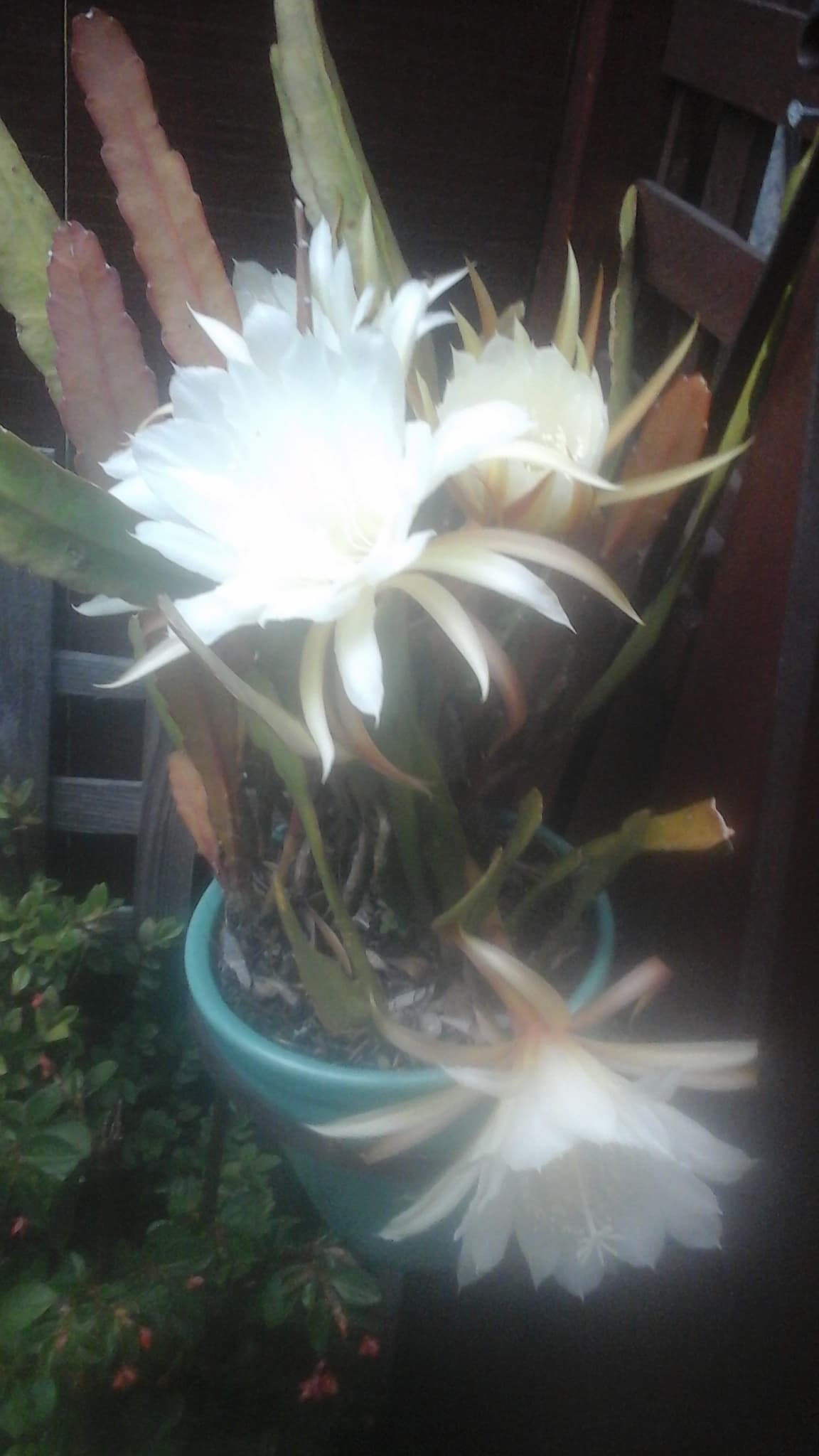 Wednesday 9am Walk Albany Bulb