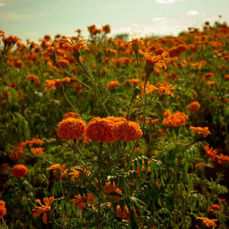 Fall 2025 Ammons Reading