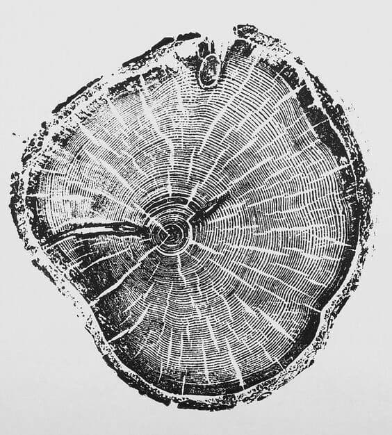 Tree Ring Printmaking