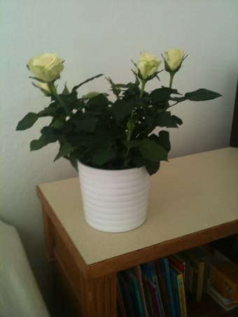 2 Ikea Planters, $5 both 1