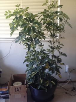 Moving Sale - IKEA coffee table, plants, recliner chair 2
