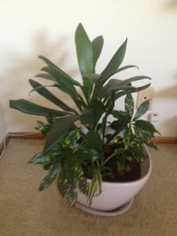 Moving Sale - IKEA coffee table, plants, recliner chair 3