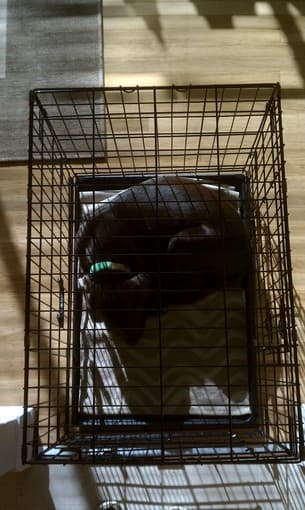 Travel-Friendly Collapsible Metal Dog Crate for Sale - $60! 1