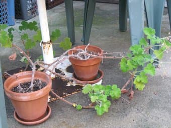 Moving.. selling part of our cactus/plant collection 1