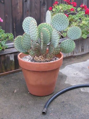 Moving.. selling part of our cactus/plant collection 3