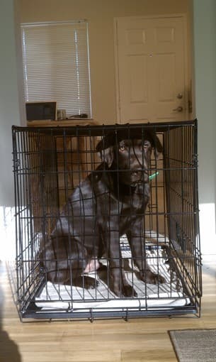 Collapsible dog crate for sale: $60! 2
