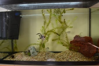Fish Tank with many accessories: $275 OBO 1