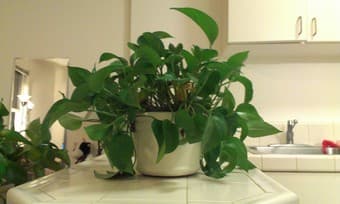 Nice house plant $15 1