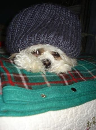 Help for my puppy 3