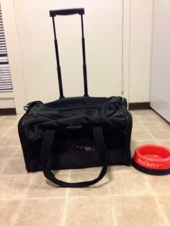 Pet Carry On 1