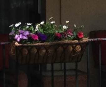 $15 for 2 hanging flower pots, perfect for EV balcony 1