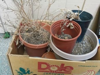 Pots and potting soil 1