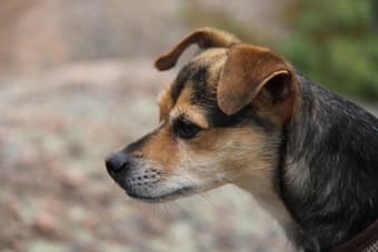 Dogsitting/Housesitting Wanted for 2BR Apt. in Sunnyvale 12/14-12/30 1