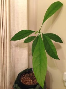Organic Avocado plant for $10 1