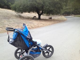 $150 BOB Sport Utility Stroller (move out sale) 1