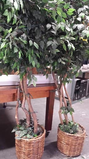Surplus Sales has a variety of Silk Trees for Sale!! 1