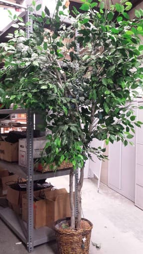 Surplus Sales has a variety of Silk Trees for Sale!! 2