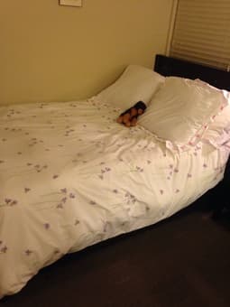 Summer sublet: 3 furnished rooms in munger 4 bedroom 2