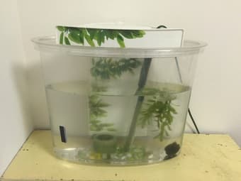Fluval View 4 gallon fish tank with all accessories 1
