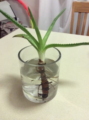 Moving sale - glass vase- Only $5 1