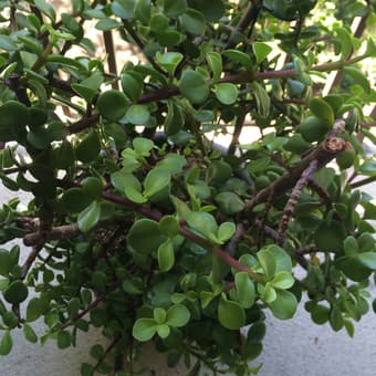 Small Shrub - $15 2