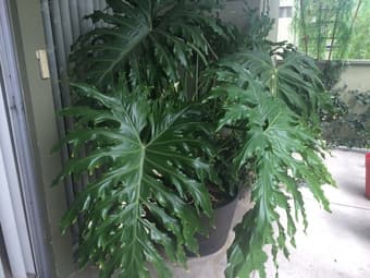 Huge patio plant - $150 1