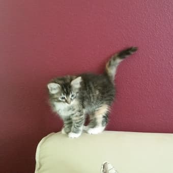 Looking for a pet-friendly female flatmate :) 1