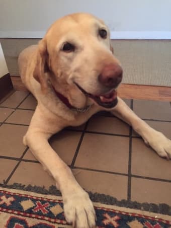 Seeking housing for lovely three-legged dog (and his human) 1