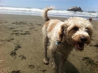 Dog Walker Needed 3