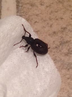 ID Bug 1
