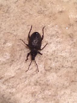 ID Bug 2