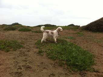 Dog walker needed 3