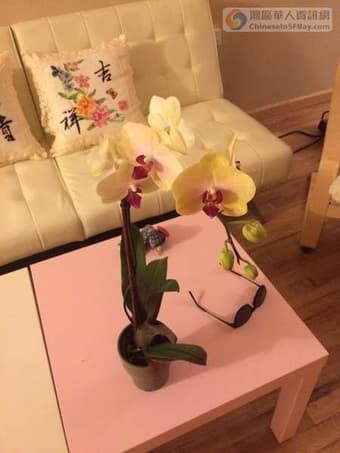 menlo park downtown apartment looking for female roommate 3