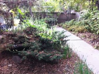 Menlo Park 獨立屋 Single House 房間出租 room for rent 2