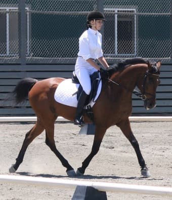 Horse For Lease 1