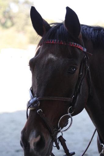 Horse For Lease 2